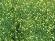 tumble mustard(Sisymbrium altissimum)